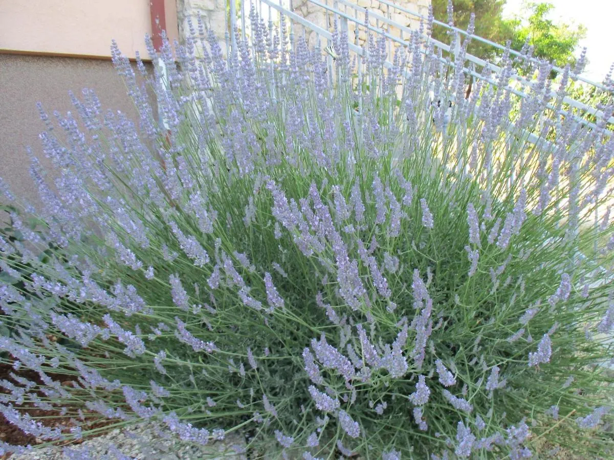Bed & Breakfast Sobe Bukaleta Loznati Bed and Breakfast